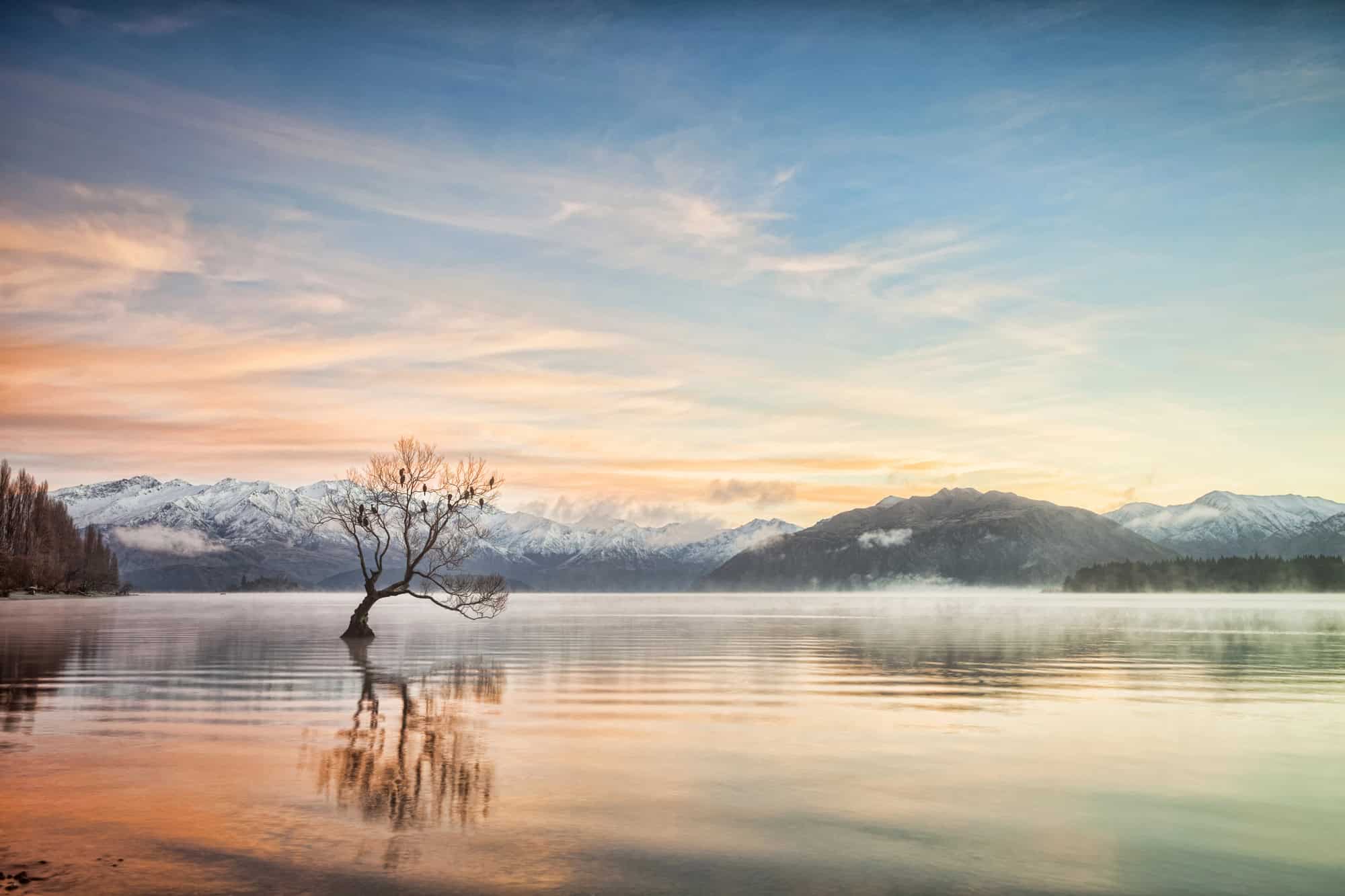 Lake Wanaka at sunset, with a lone willow tree growing out of the water and mountains in the background.