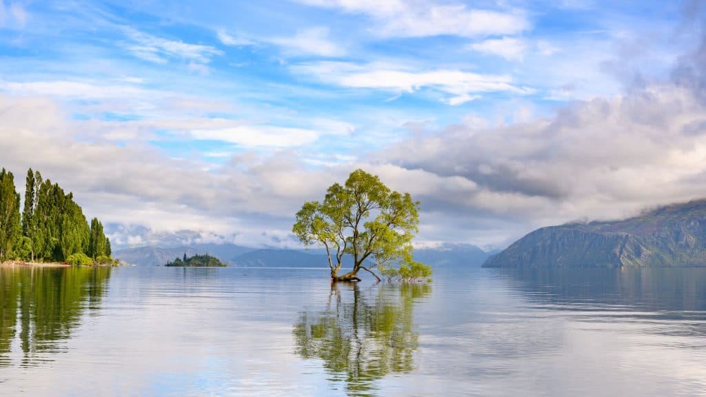 The Wanaka willow tree growing from lake Wanaka on a bright day.